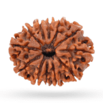 Natural 12 Mukhi | Twelve Face Nepali Rudraksha Bead