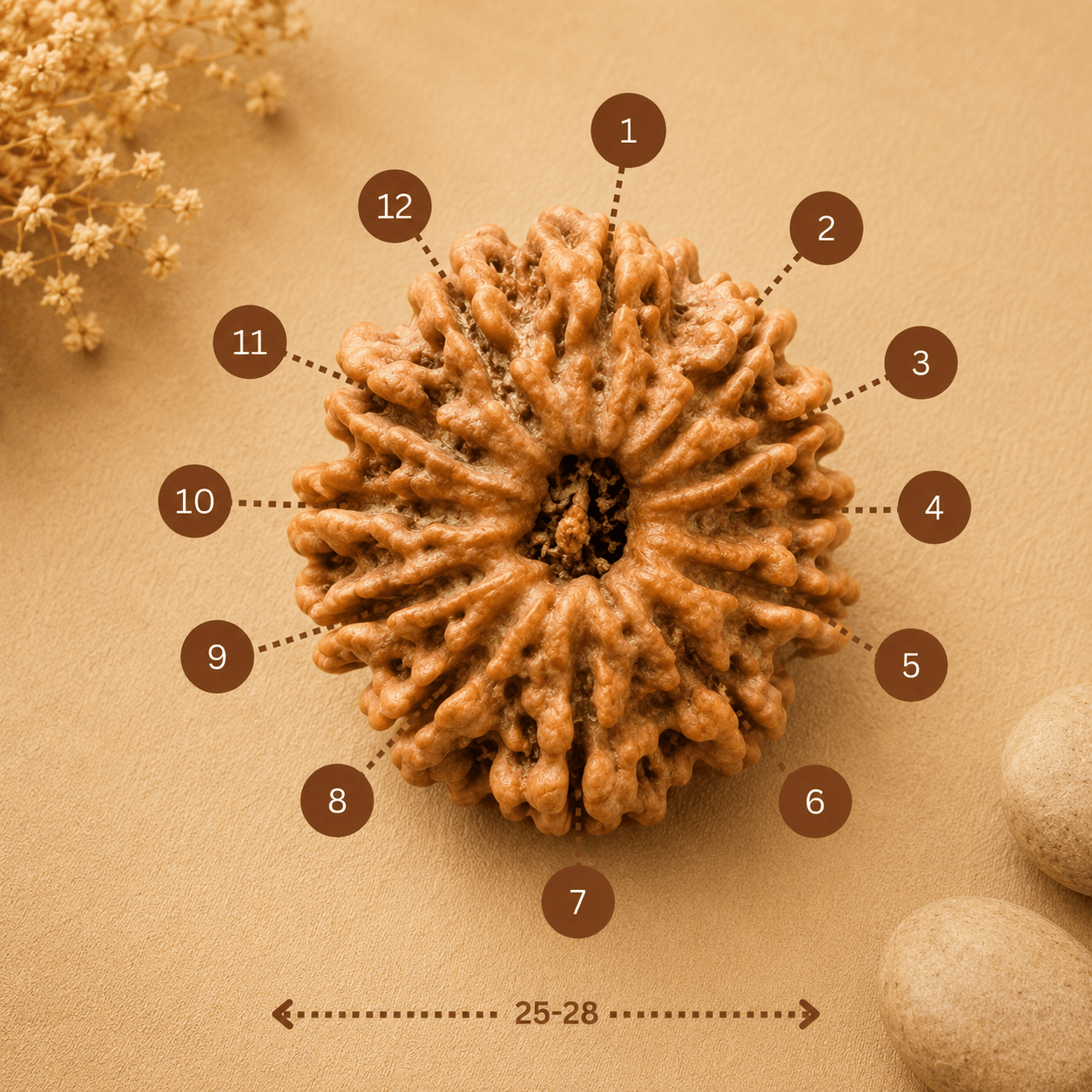 12mukhi Rudramrit