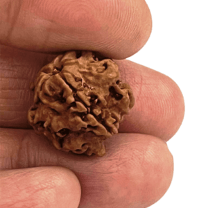 Natural 1 Mukhi | One Face Nepali Round Rudraksha Bead