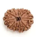 Natural 11 Mukhi | Eleven Face Nepali Rudraksha Bead