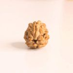 Natural 3 Mukhi | Three Face Rudraksha Bead (India)