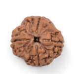 Natural 4 Mukhi | Four Face Nepali Rudraksha Bead