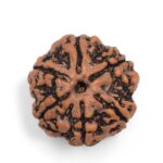 Natural 6 Mukhi | Six Face Nepali Rudraksha Bead