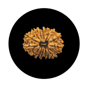 Nepali Rudraksha