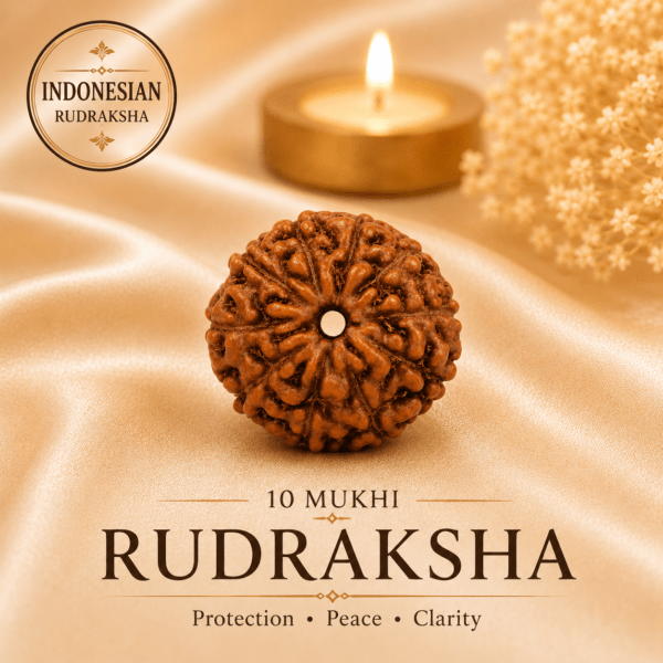 Natural 10 Mukhi Indonesian Rudraksha | For Protection, Peace & Spiritual Growth