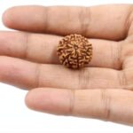 Natural 7 Mukhi | Seven Face Indonesian Rudraksha