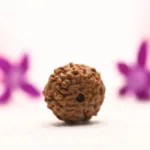 Natural 9 Mukhi | Nine Face Indonesian Rudraksha Bead