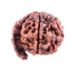Natural Ganesh Rudraksha | Nepali Ganesh Rudraksha